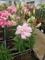 [4549 VH25 No01.JPG]